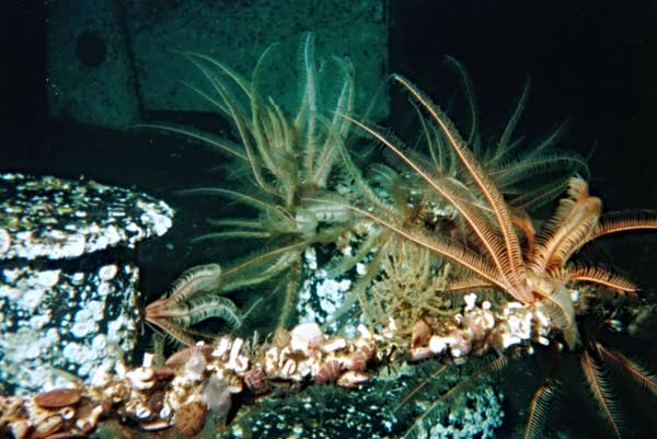 image of a Feather Star