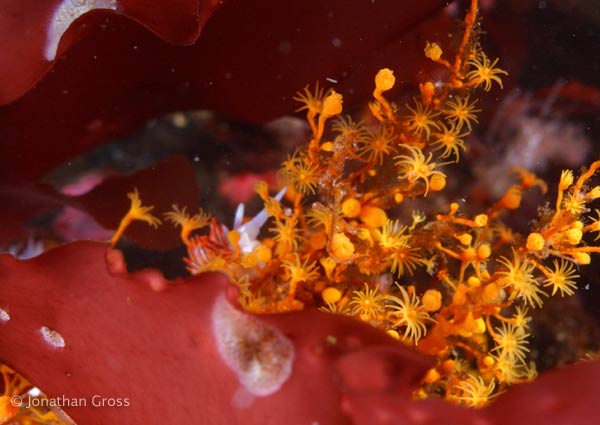 image of a Golden Hydroid