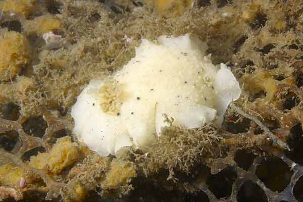 image of a Heath's Dorid