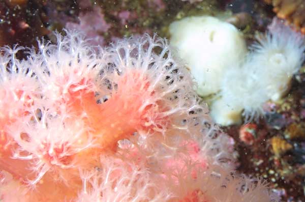 image of a Sea Strawberry