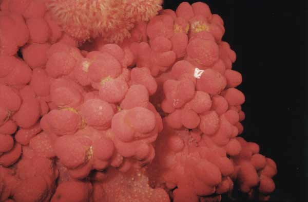 image of a Sea Strawberry