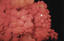 image of a Sea Strawberry