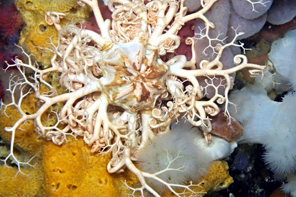image of a Common Basket Star