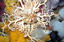 image of a Common Basket Star