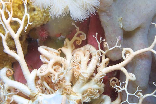 image of a Common Basket Star