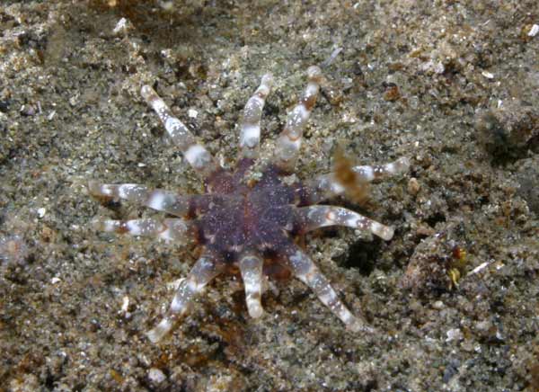 image of a Burrowing Anemone