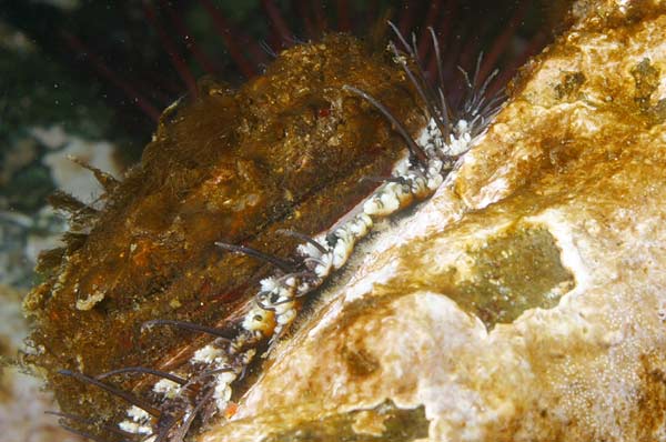 image of a Pinto Abalone