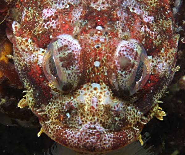 image of a Red Irish Lord
