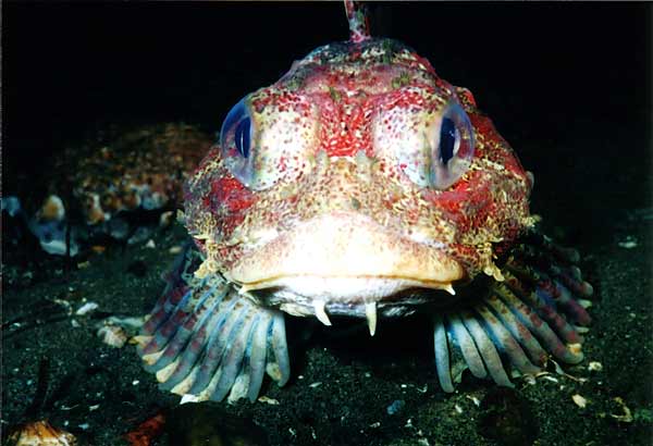 image of a Red Irish Lord