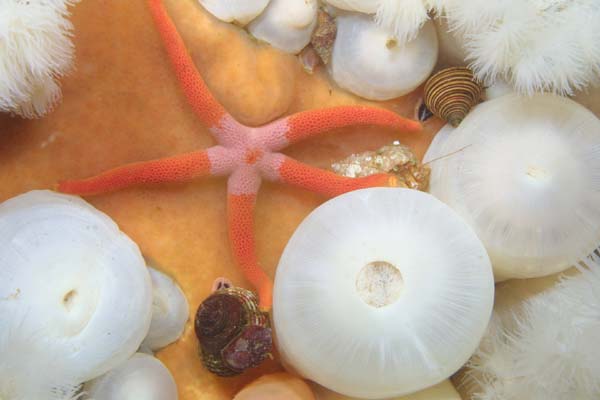 image of a Blood star