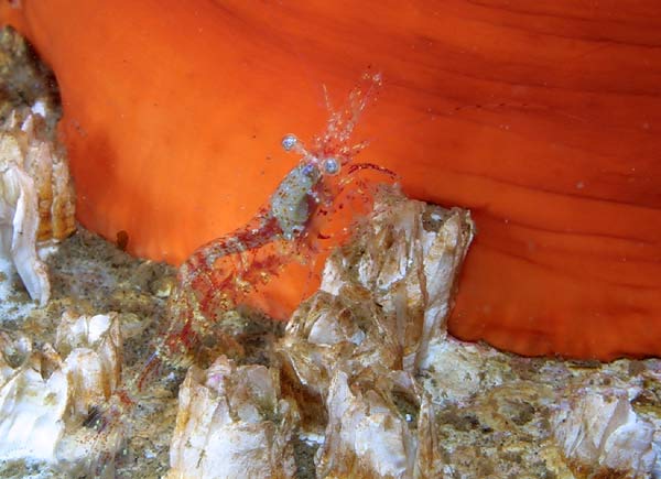 image of a Threespine Shrimp