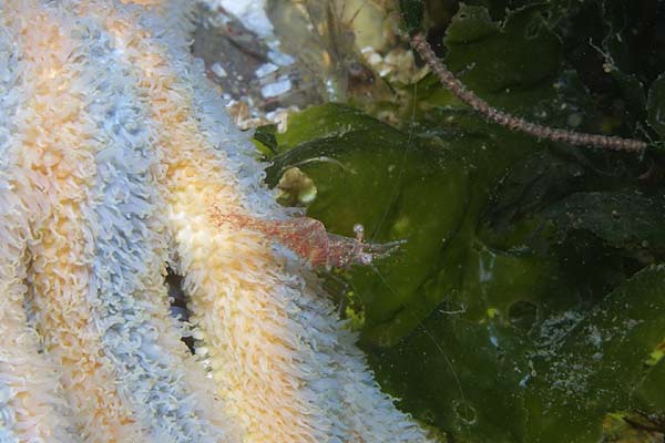 image of a Threespine Shrimp