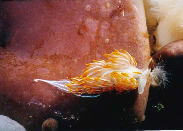 image of a Opalescent Nudibranch