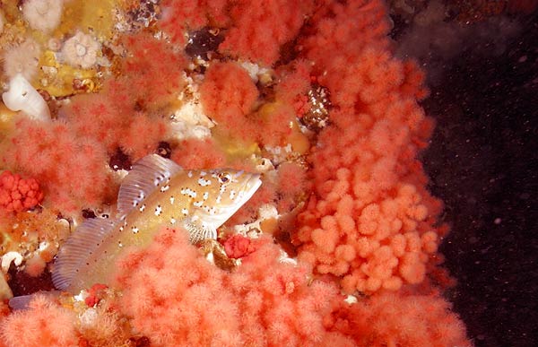 image of a Kelp Greenling