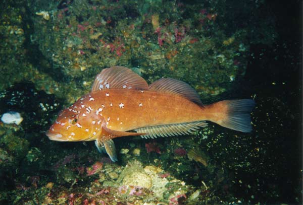 image of a Kelp Greenling