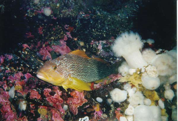 image of a Kelp Greenling