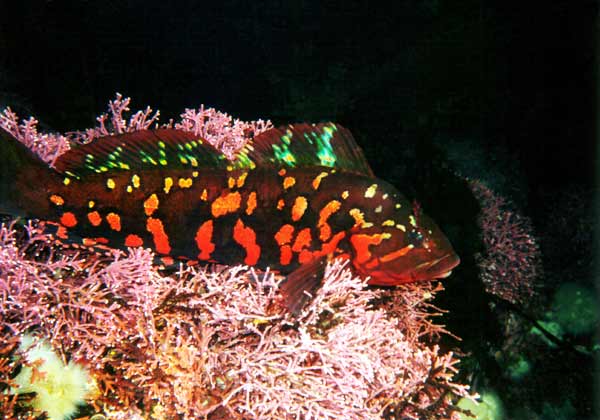 image of a Rock Greenling