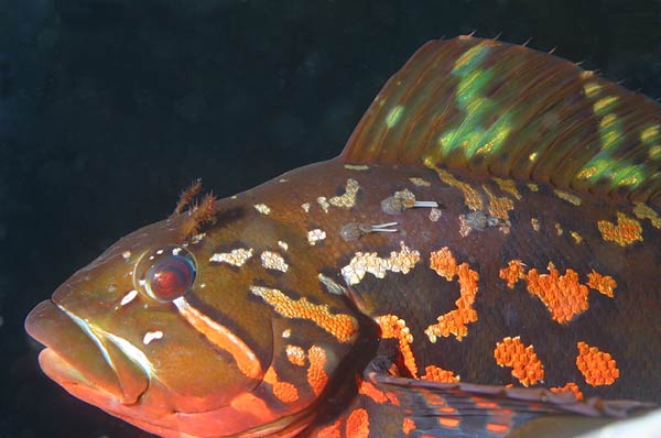 image of a Rock Greenling