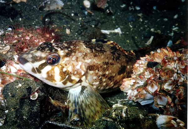 image of a White Spotted Greenling