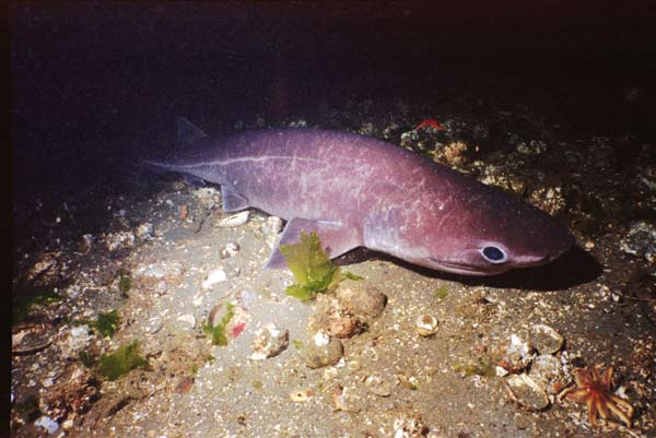 image of a Six Gill Shark