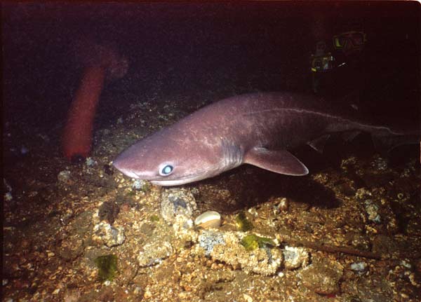 image of a Six Gill Shark