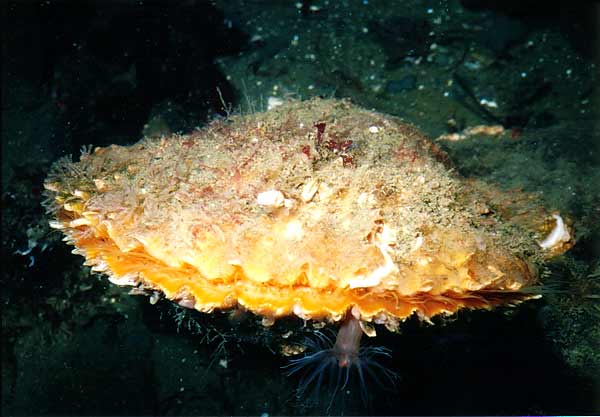 image of a Rock Scallop