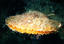 image of a Rock Scallop