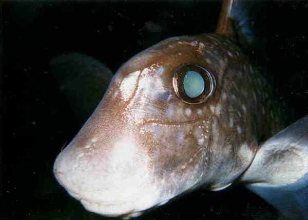 image of a Ratfish