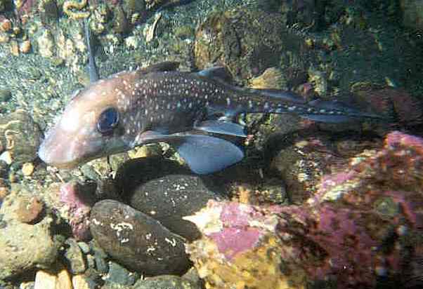image of a Ratfish