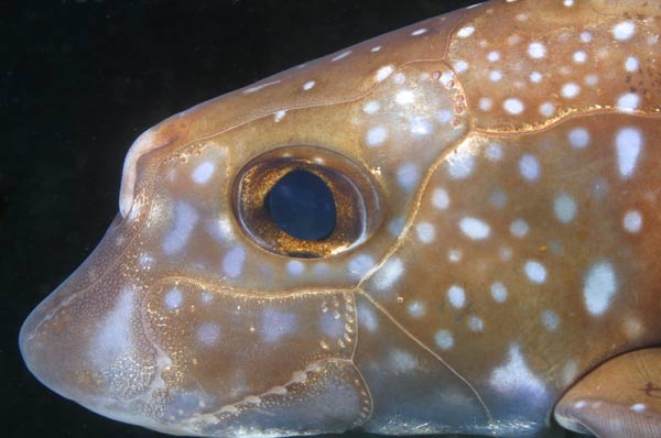 image of a Ratfish