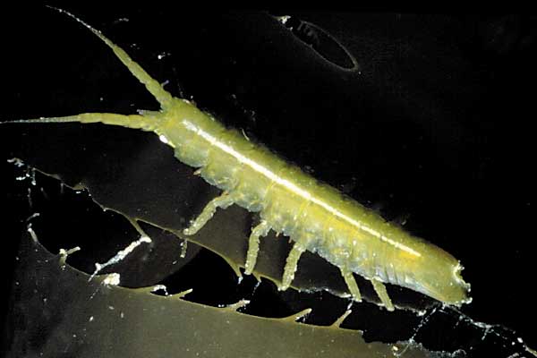 image of a Kelp Isopod