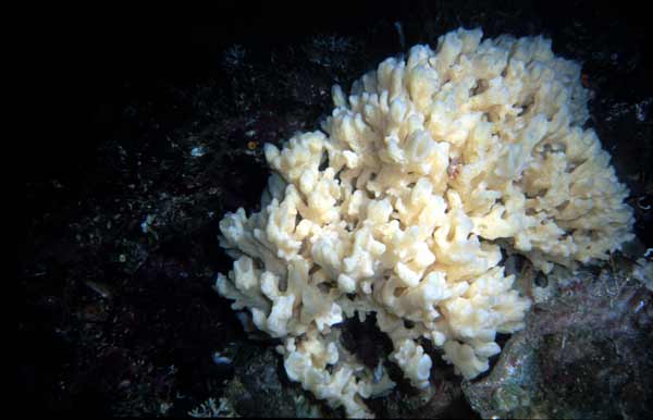 image of a Iophon Sponge