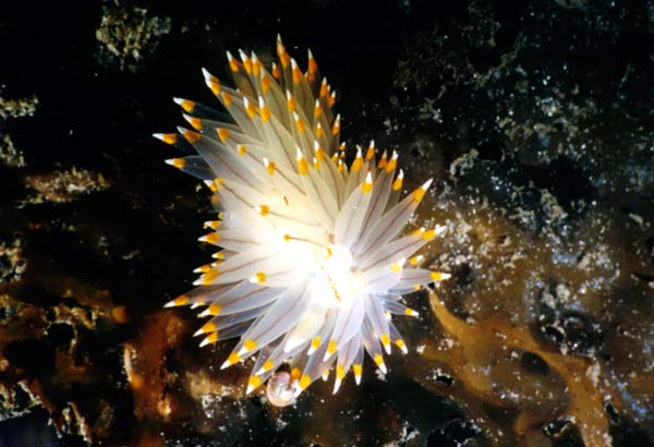 image of a Bi-Colored Nudibranch