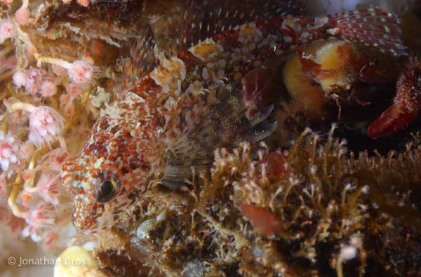 image of a Longfin Sculpin
