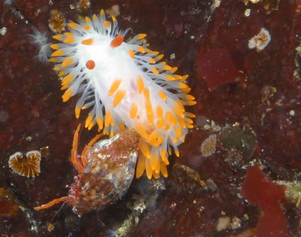 image of a Cockerell's Dorid