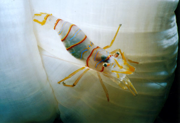 image of a Candy Stripe Shrimp