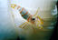 image of a Candy Stripe Shrimp