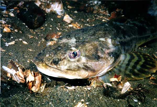 image of a Pacific Staghorn Sculpin