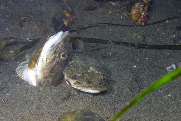 image of a Pacific Staghorn Sculpin