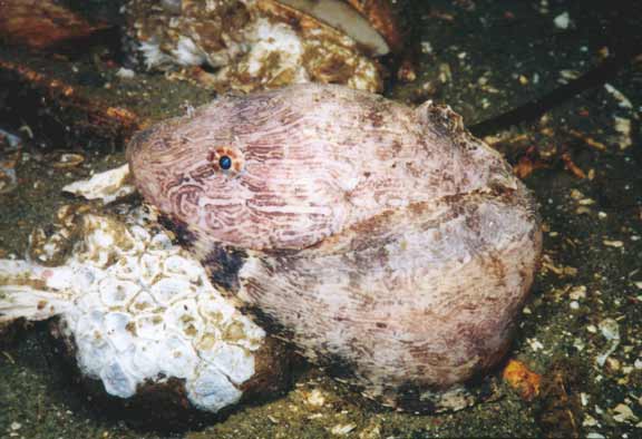 image of a Marbled Snailfish