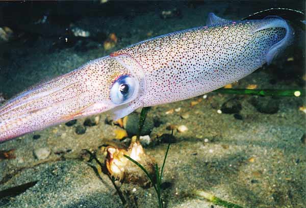 image of a Opalescent Squid
