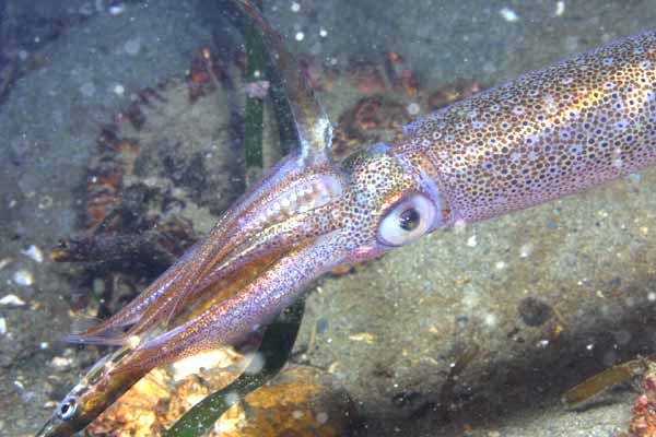 image of a Opalescent Squid