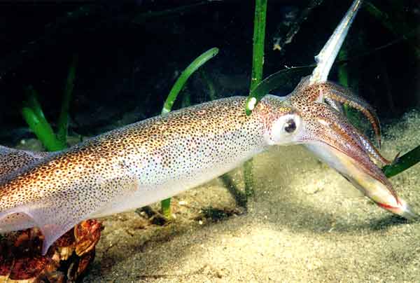 image of a Opalescent Squid