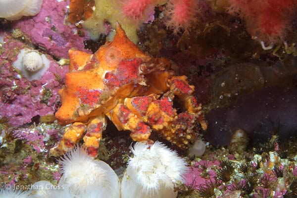 image of a Puget Sound King Crab