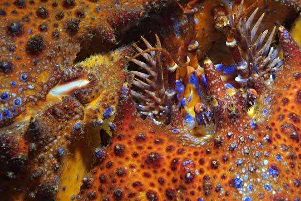 image of a Puget Sound King Crab
