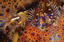 image of a Puget Sound King Crab