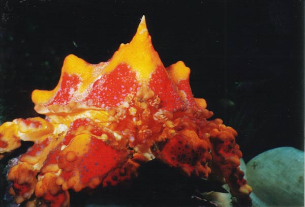 image of a Puget Sound King Crab