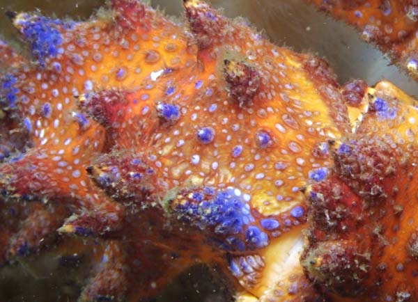 image of a Puget Sound King Crab