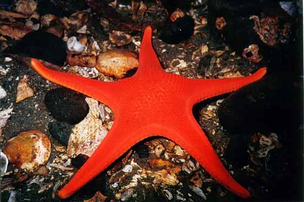 image of a Vermillion Star