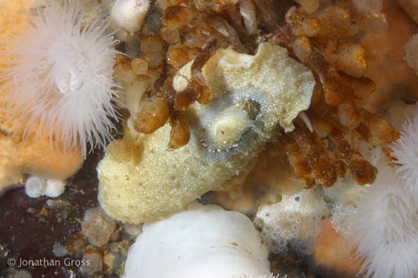 image of a Limpet